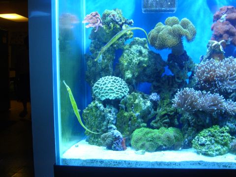 1991 Eagle Talon