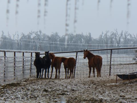 1995 Ford Thunderbird - Several horses stand in a fenced area during winter, with ice-covered trees visible behind them.