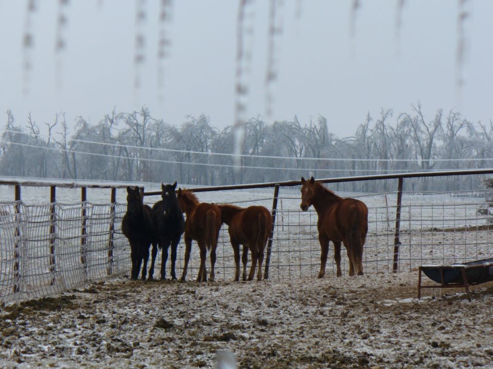 Horses in a muddy, icy pen with trees covered in ice in the background