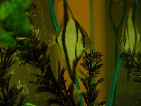 1995 Ford Thunderbird - Two angelfish swim in a dimly lit aquarium, surrounded by artificial plants.