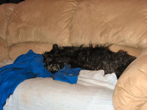 1985 Ford LTD Crown Victoria - A black dog rests on a couch, partially covered by a blue blanket.