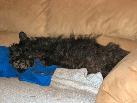1985 Ford LTD Crown Victoria - A shaggy black dog is resting comfortably on a couch, surrounded by blankets.