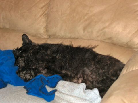 1985 Ford LTD Crown Victoria - A black Scottish Terrier dog rests on a couch, partially covered by blankets.