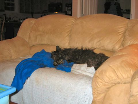 1985 Ford LTD Crown Victoria - A small, dark-colored dog rests comfortably on a plush tan couch, amongst folded blankets.