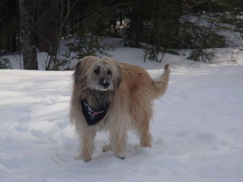 1996 Ford Bronco - A shaggy tan dog wearing a bandana stands in a snowy forest clearing.
