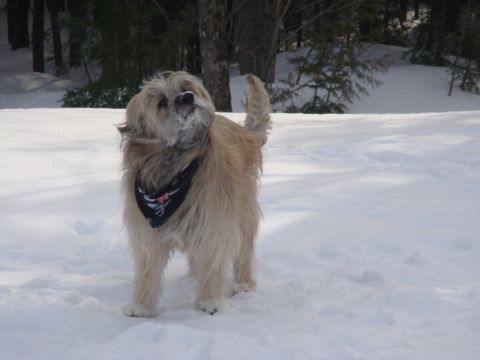 1996 Ford Bronco - A shaggy dog wearing a bandana stands in a snowy landscape with trees in the background.