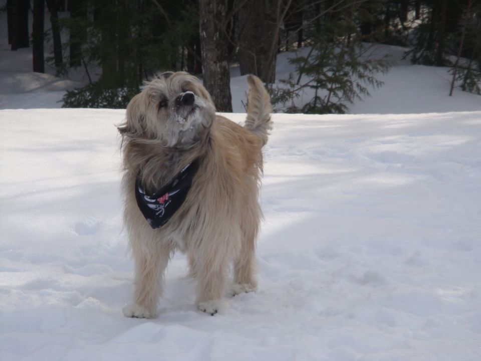 Shaggy dog with bandana stands in snow, looking up