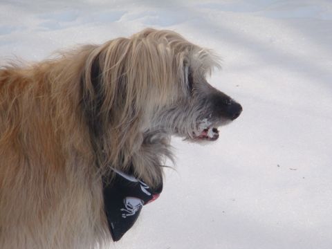 1996 Ford Bronco - A shaggy dog with a pirate bandana stands in the snow.