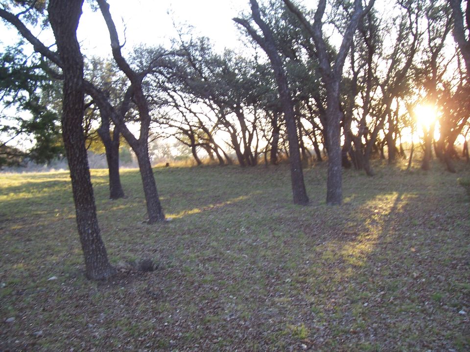 Wooded area with sun setting through trees
