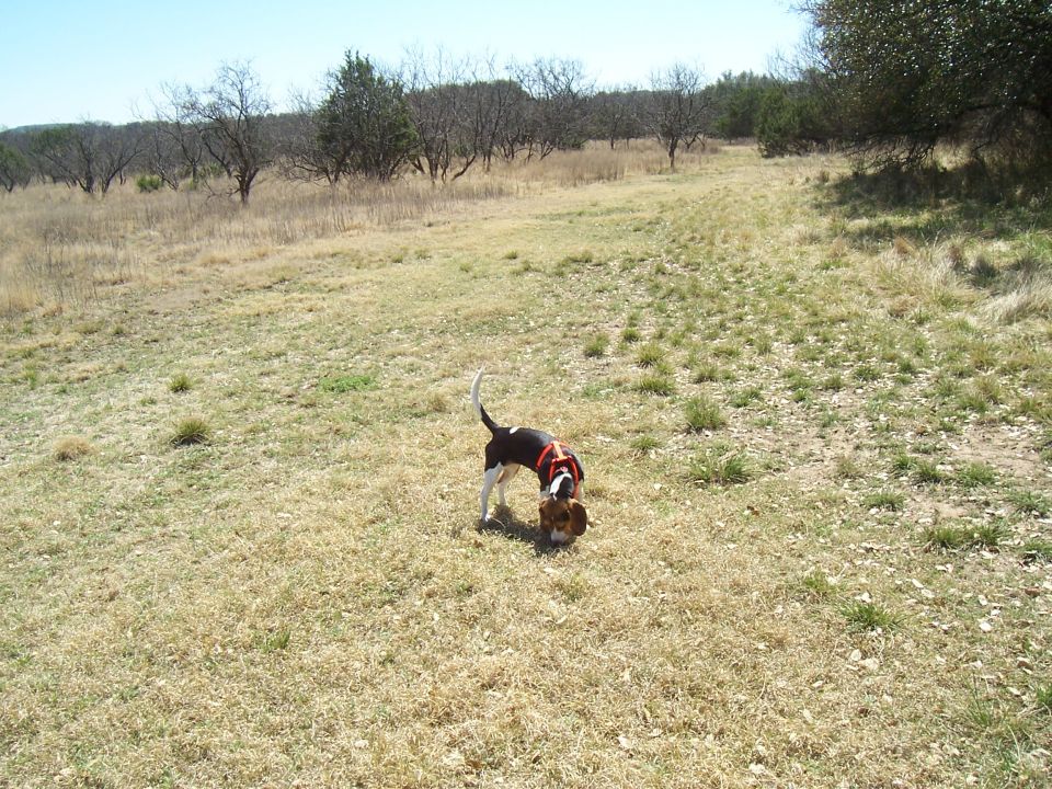 Beagle dog with orange harness sniffing dry grass in a field with scattered trees
