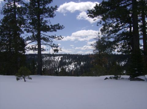 1986 Ford Bronco - A winter scene with snow-covered ground and pine trees under a partly cloudy sky.