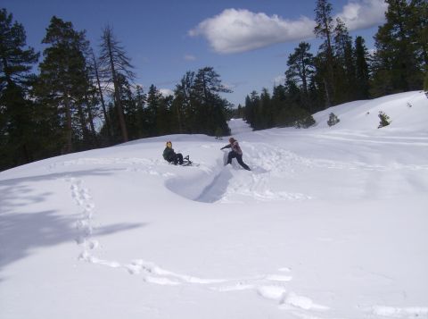 1986 Ford Bronco - People enjoy a winter day sledding down a snowy slope surrounded by pine trees.