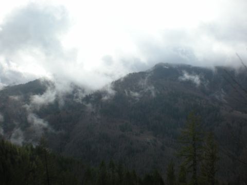 1993 Ford Bronco - A cloudy sky hangs over a dense forest covering a mountain range.