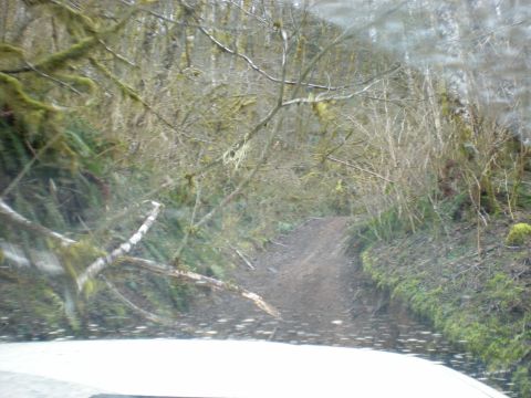 1993 Ford Bronco - A muddy trail disappears into a thick, green forest with moss hanging from trees.