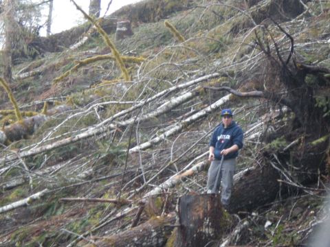1993 Ford Bronco - A person stands on a tree stump amidst a heavily wooded area with numerous fallen trees and branches.