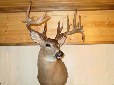 1990 Ford Bronco - A mounted deer head with impressive antlers hangs on a wooden wall.