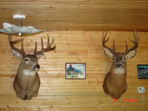 1990 Ford Bronco - Two taxidermied deer heads are mounted on a wood-paneled wall, with a small framed picture between them.