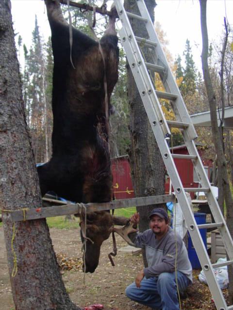 1990 Ford Bronco - Hunter poses with a large moose carcass hanging from a tree for processing.