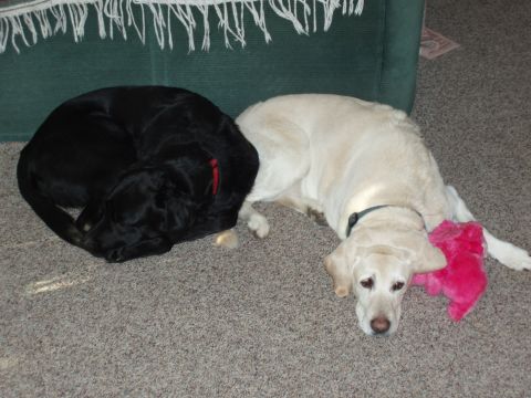 1985 Ford Bronco II - Two dogs are resting on the carpet, one black and one yellow, with a pink toy nearby.
