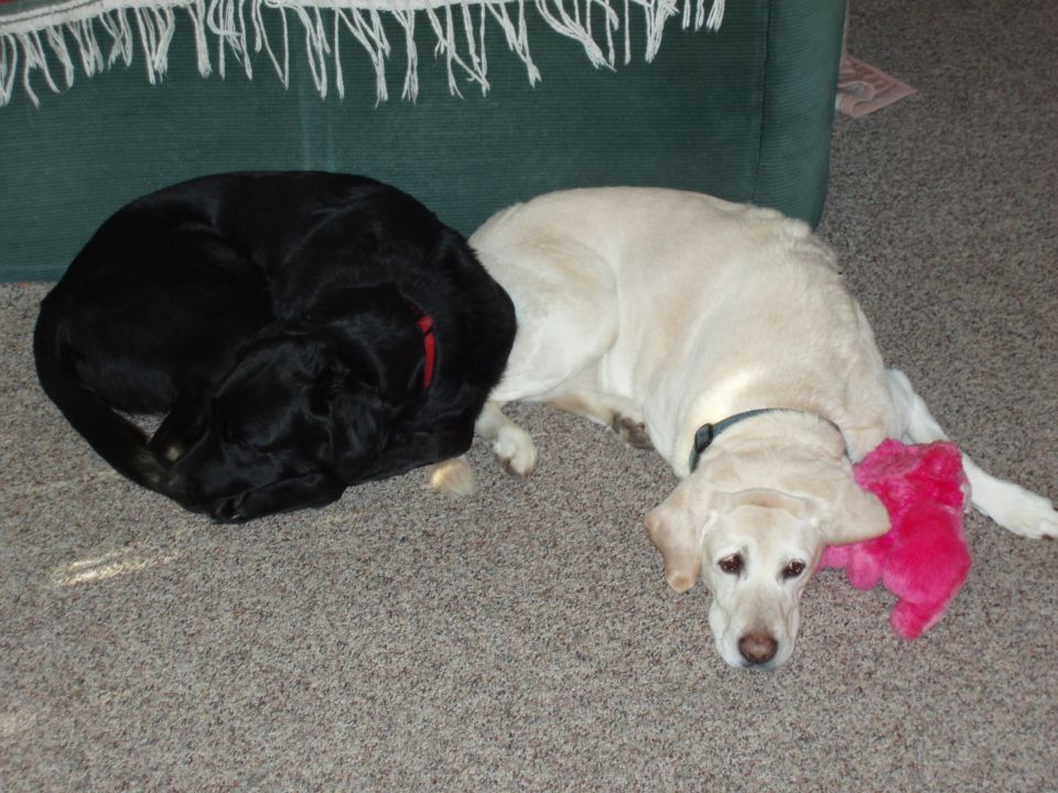 Black and yellow lab dogs sleeping on carpet next to a green couch