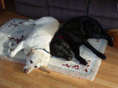 1985 Ford Bronco II - Two dogs, a black lab and a yellow lab, rest together on a patterned rug in a home setting.