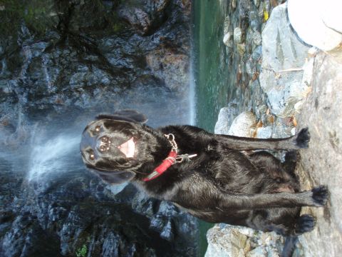 1985 Ford Bronco II - Black dog enjoying the scenery near a waterfall.