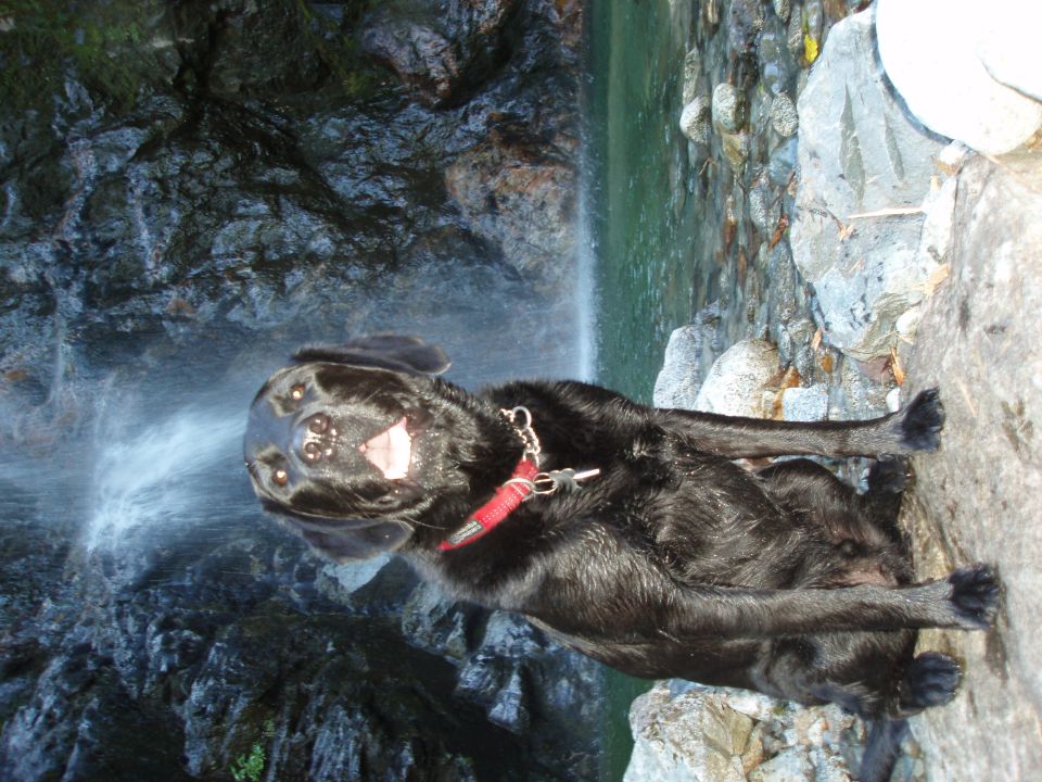 Black dog sitting on rocks next to a waterfall