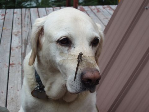 1985 Ford Bronco II - A yellow lab dog has a dragonfly resting on its nose while sitting on a wooden deck.