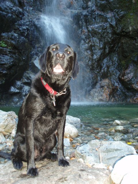1985 Ford Bronco II - A black labrador retriever enjoys a scenic view next to a cascading waterfall.