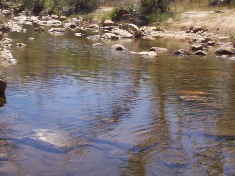 1992 Ford F-150 - Shallow riverbed with rocks and clear water, reflecting the sky and surrounding vegetation.