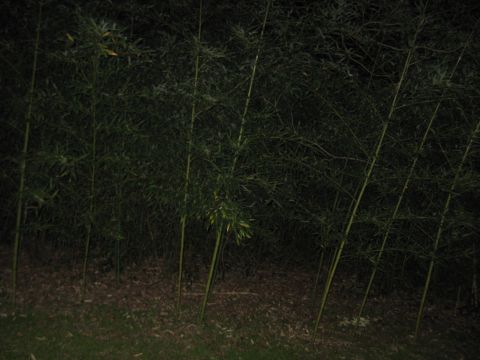 1978 Ford Bronco - A dense thicket of bamboo stalks stands in the dim light, with dry leaves scattered on the ground.