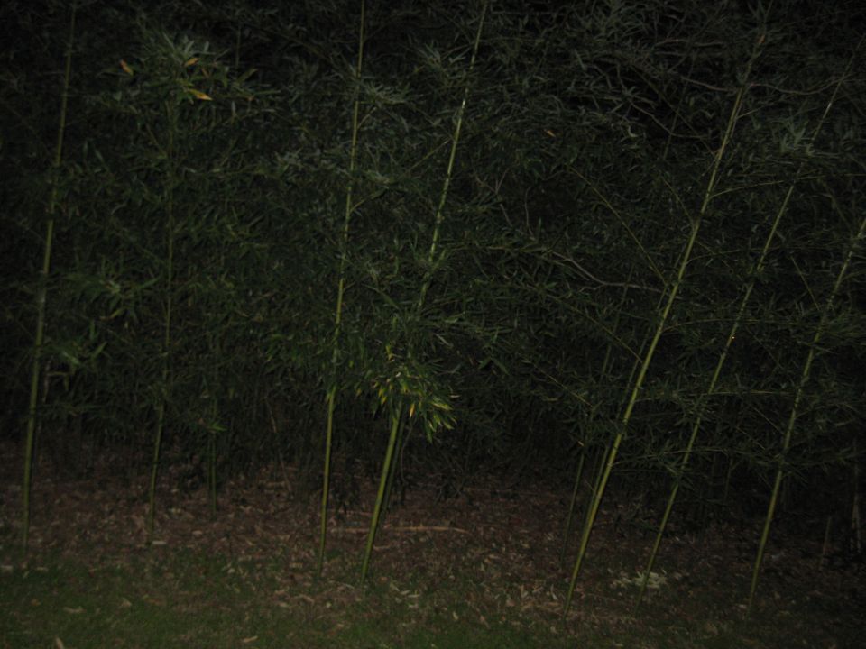 Bamboo stalks with dense foliage and dry leaves on the ground