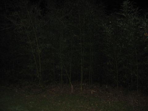 1978 Ford Bronco - A dark scene of a bamboo grove at night, with dense foliage and a grassy foreground.