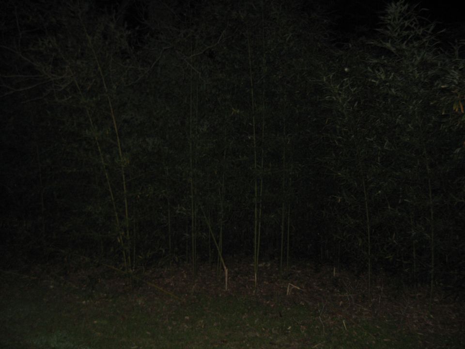 Bamboo grove at night with dark foliage and grass