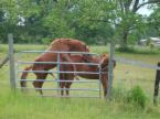 1992 Ford Bronco - Two horses are in a field behind a fence on a cloudy day.