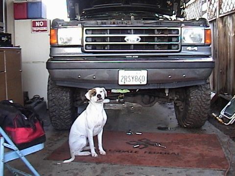 1990 Ford Bronco - A dog sits on a mat in front of a lifted Ford Bronco, which appears to be undergoing some maintenance.