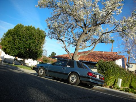 1990 Ford Mustang - A blue coupe is parked on a street with a house and a blooming tree behind it.