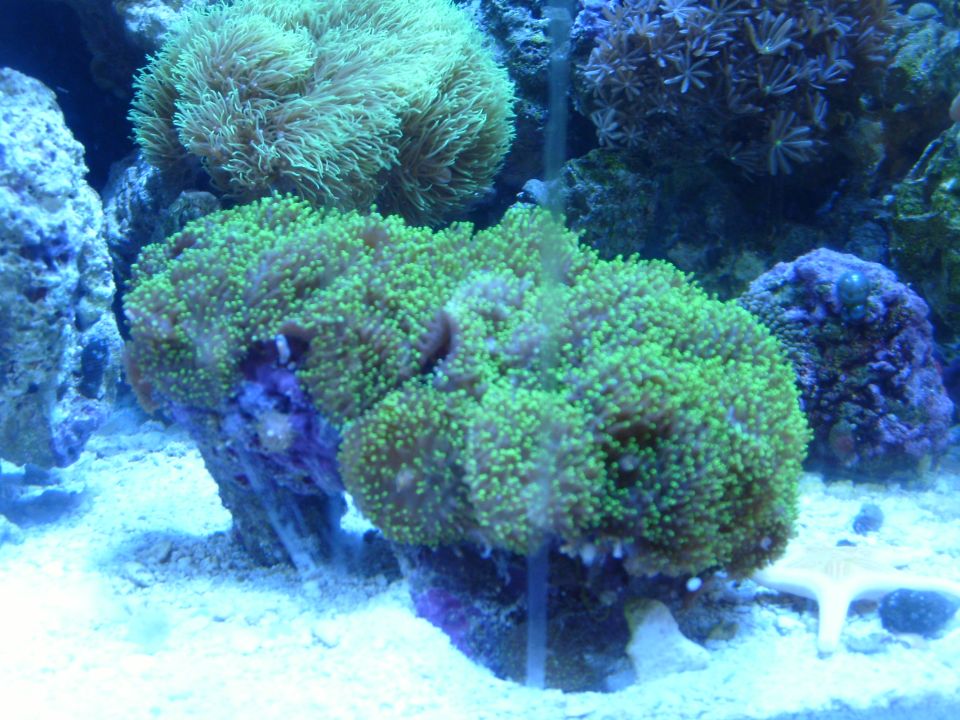 Saltwater reef aquarium with green mushroom corals, live rock, and white sand under blue light