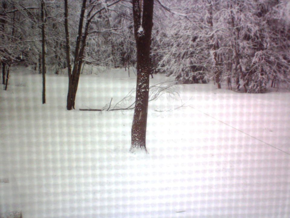 Snow covered trees and ground in a forest