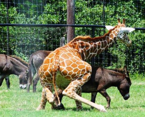 1995 Ford Bronco - A giraffe is shown with two donkeys in a zoo enclosure, with lush greenery in the background.