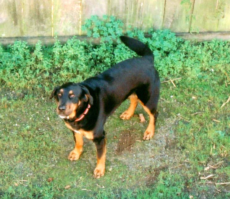 Black and tan Rottweiler-type dog standing on grass by a wooden fence