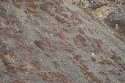 2003 Jeep TJ - Two mountain goats are visible on a desolate, rocky mountainside, blending in with the sparse vegetation and grey terrain.