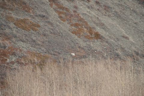 2003 Jeep TJ - Mountain goats spotted on a rocky slope near Knik Glacier.