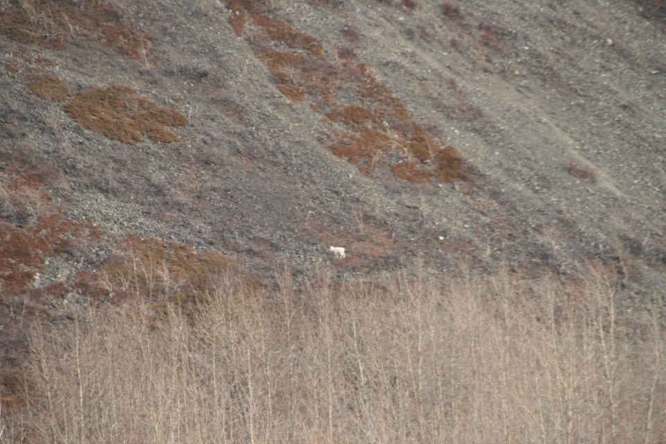 Two white mountain goats stand on a rocky, barren hillside with sparse vegetation