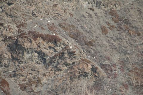 2003 Jeep TJ - Mountain goats are visible on a steep, rocky slope with patches of dry brush and bare trees.