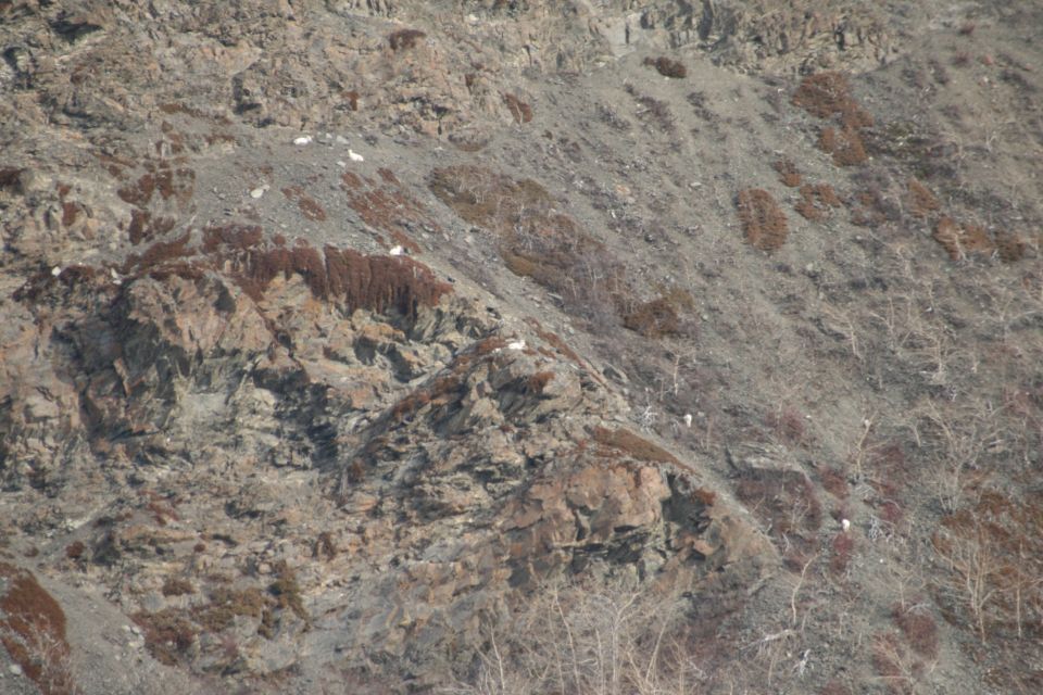 Several white mountain goats scattered across a rocky, barren mountainside with sparse vegetation