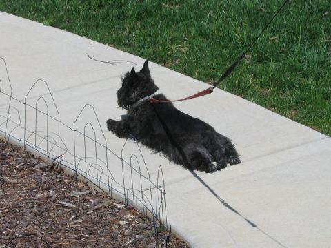 1985 Ford LTD Crown Victoria - A black Scottish Terrier rests on a concrete path, enjoying the sun.