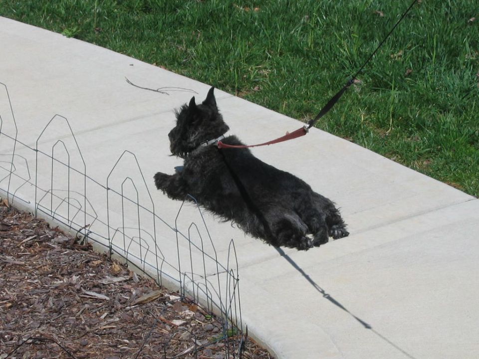 Black Scottish Terrier lying on a sidewalk