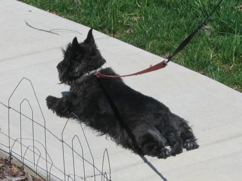 1985 Ford LTD Crown Victoria - A black dog rests on a sidewalk, its leash attached to its collar.