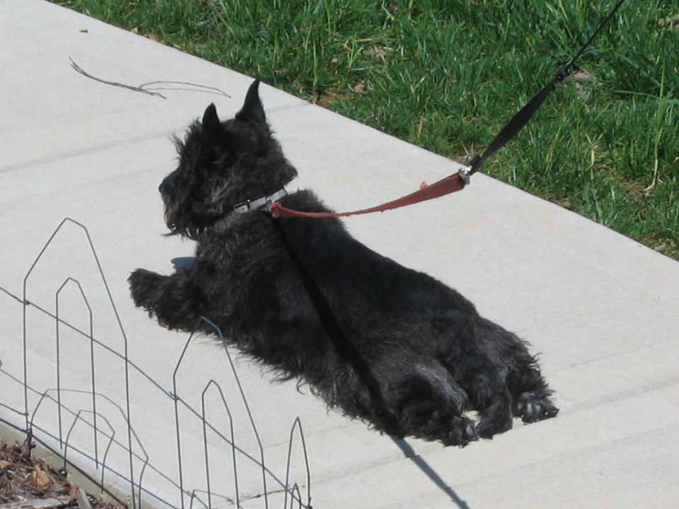 Black Scottish Terrier lying on a sidewalk with a red leash attached to its collar